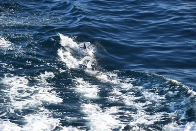 DSC_6632 (Large).JPG